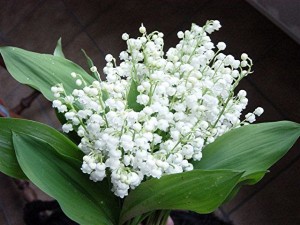 muguet.jpg